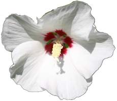 Hibiskus-weiss.jpg